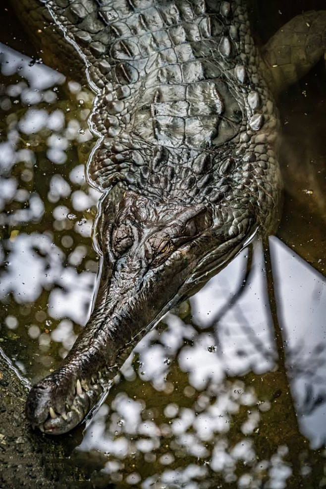 鳄目长吻鳄科马来假食鱼鳄属马来鳄