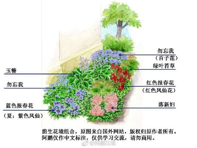 喜欢的转发收藏哦#阿鹏花境 67676767la-植物猫猫猫猫小疼同