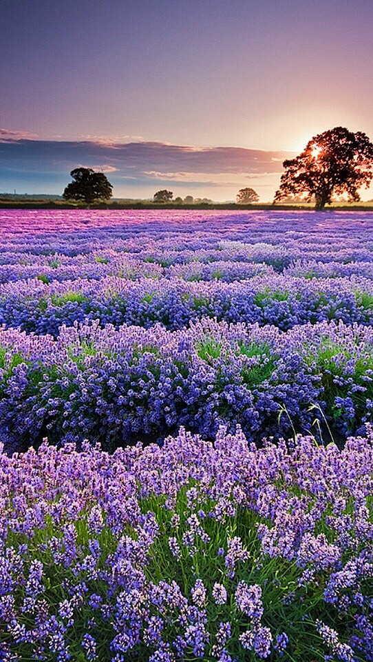 陪你去看繁花世界紫色的熏衣草田