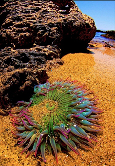 海葵  