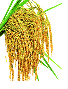 关于米类农产品等素材