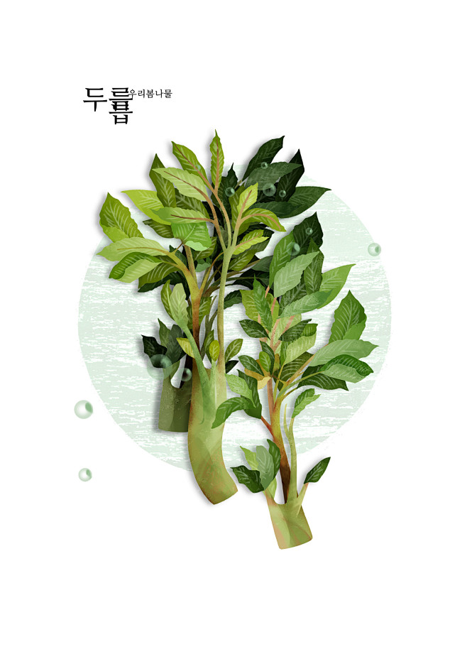 香椿芽可口青菜手绘植物美食插图插画设计psdti332a3501