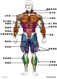 【人体比例】肌肉结构