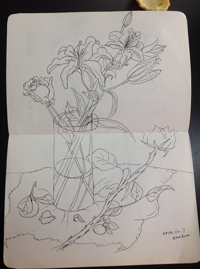 cn serendipity美学堂采集到植物写生 15款矢量手绘速写植物花卉元素