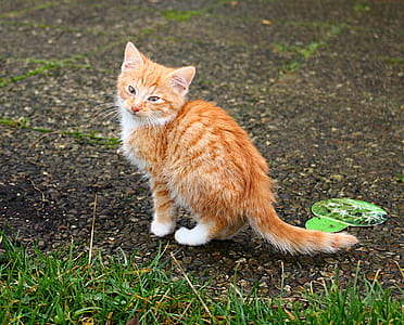 小猫猫猫咪宝贝红马鲛鱼的虎斑猫马鲛鱼猫的肖像