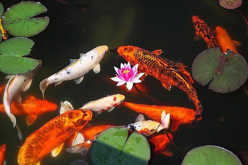 锦鲤