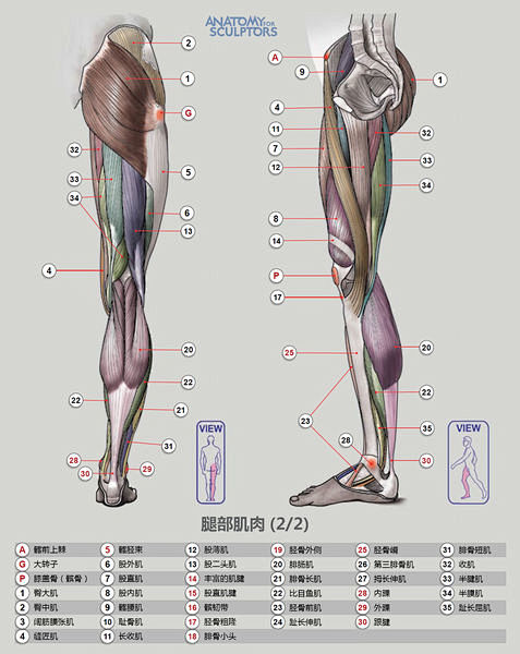 教程人体肌肉结构