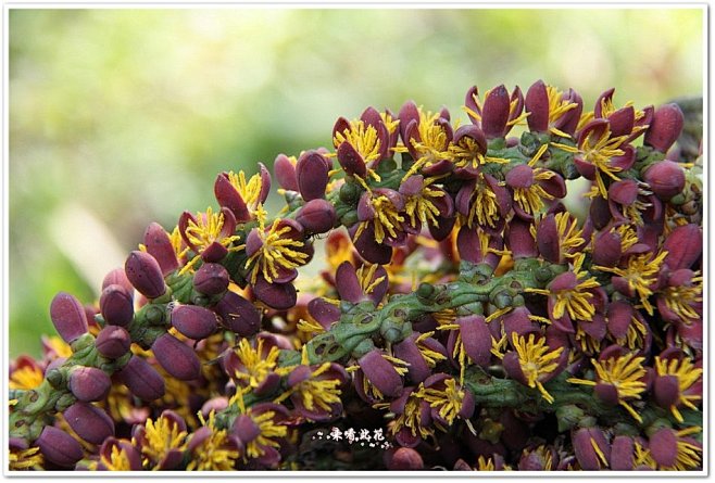 鱼尾葵-花瓣网|陪你做生活的设计师 | 短穗鱼尾葵_你
