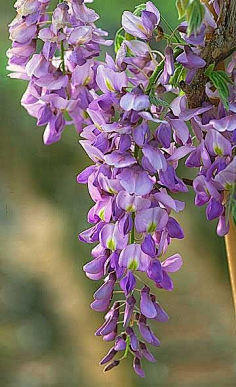 百花物语-紫藤花语-花瓣网|陪你做生活的设计师 iums pinterest