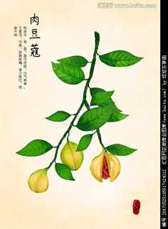 com 草药插画的搜索结果_百度图片搜索 ,柒恩惠quot;わ采集到中药材
