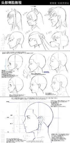 人体:头部侧脸