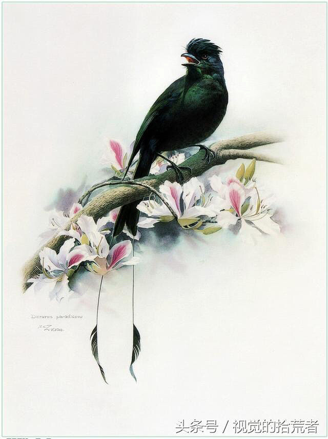 曾孝濂百鸟工笔画