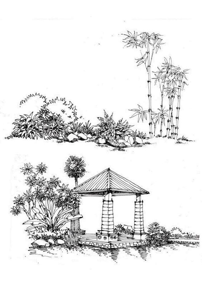 绘晨手绘室外植物手绘效果图景观单体手绘效果图景观植物线稿绘晨手绘