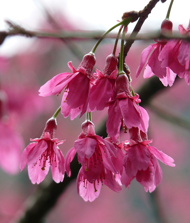 绯寒樱prunuscampanulatamaxim又称福建山樱花钟花樱花期大约在13月先