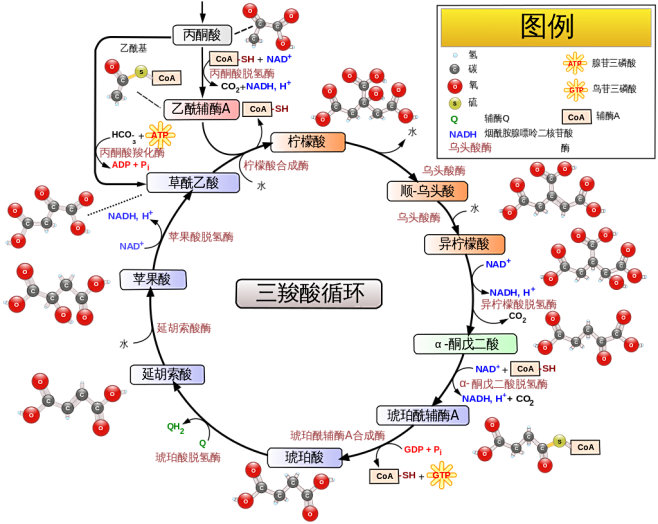 citricacidcyclewithaconitate2zhhans三羧酸循环维基百科自由的百科