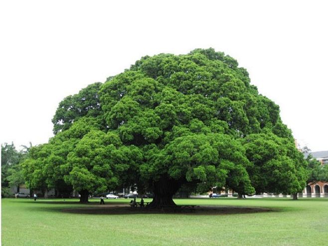 世界上什么品种的树最好看知乎