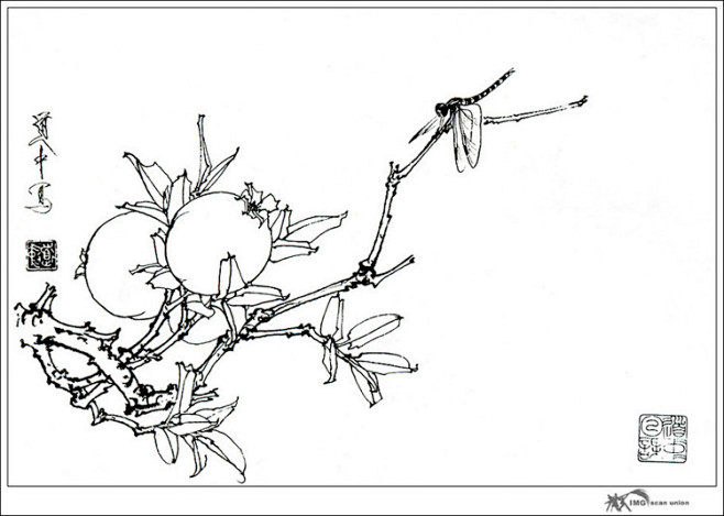 工笔白描花卉石榴花