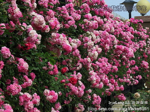 胶东土豪家的蔷薇花袅