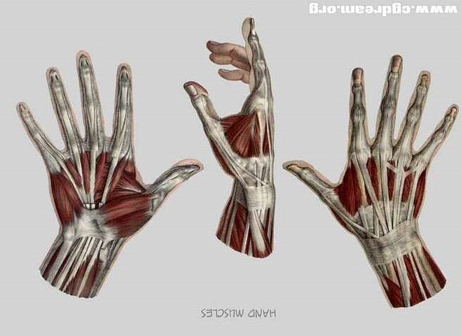 手掌解剖肌肉