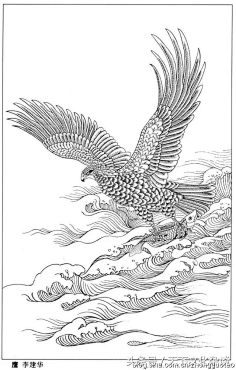 com 白描《雄鹰图》 星三水采集到插画/手绘-白描线稿 采集 open.