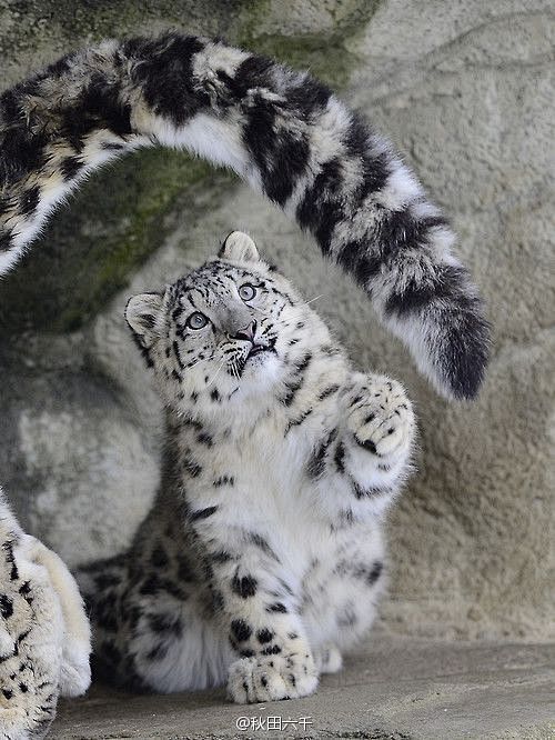 雪豹snowleopard这种生物光那条长尾巴就占走了一大波萌点灬02ω