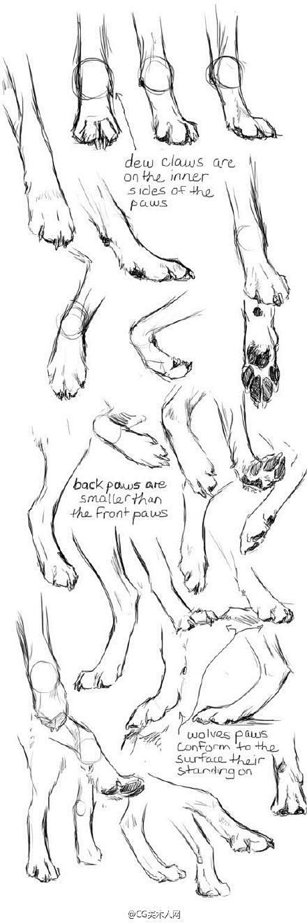 影山小茂从maigenn转采于2018-11-19 14:45:55犬科动物脚掌绘画-技法