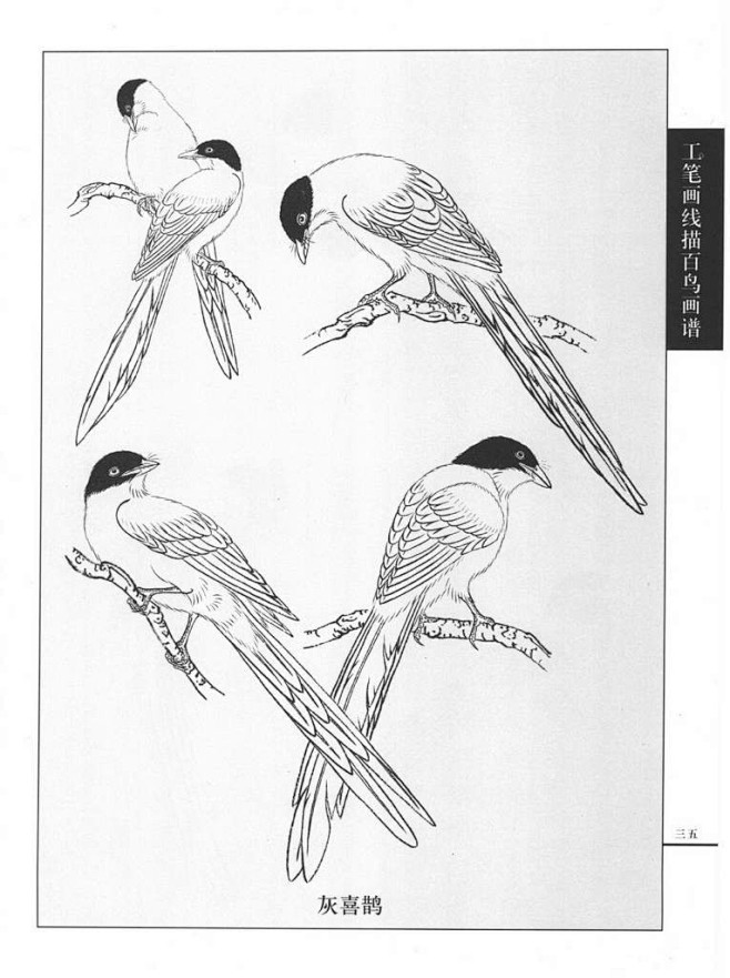 工笔画鸟线描图灰喜鹊
