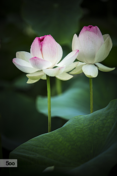 photo丨荷花莲花丨绘画与植物摄影影像