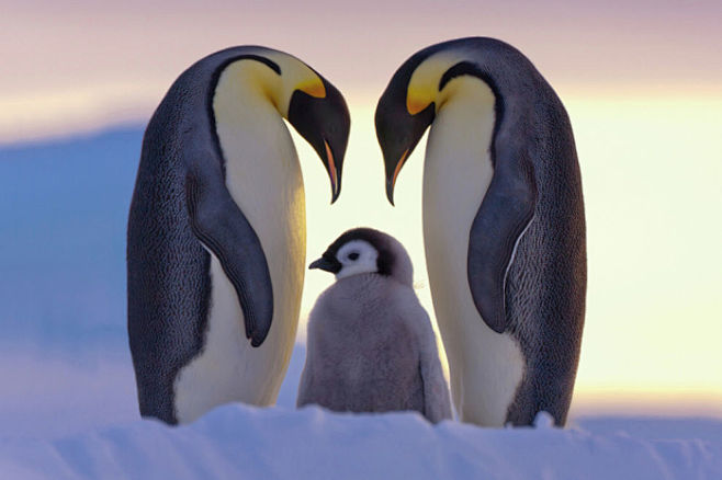 帝企鹅全家福在南极威德尔海的阿特加湾拍摄除了为了自己的生存与严酷