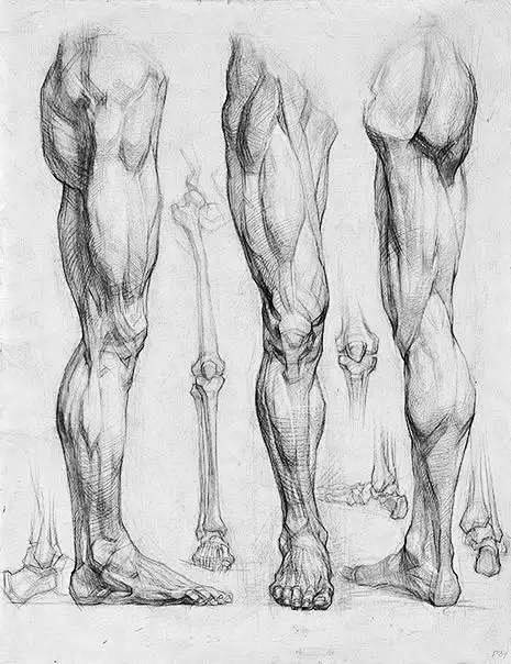 人体结构不再难画干货素材100张