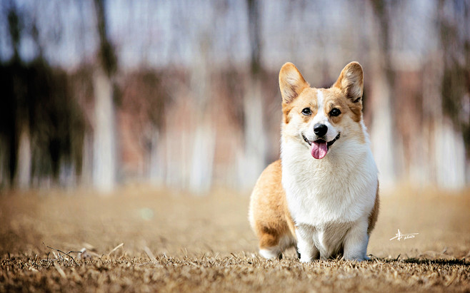 威尔士柯基犬图片