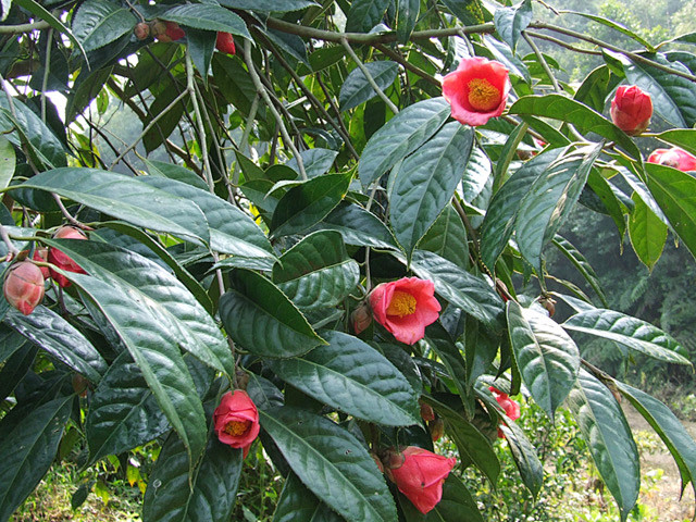 山茶花 椿camellia
