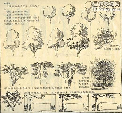 园林树木画法