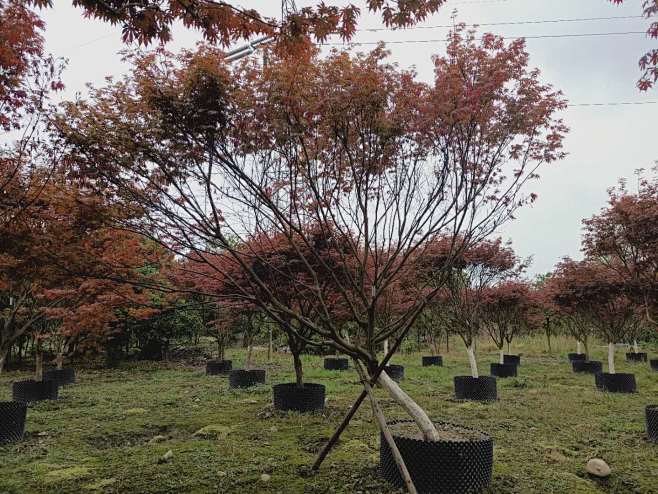 斜飘红枫