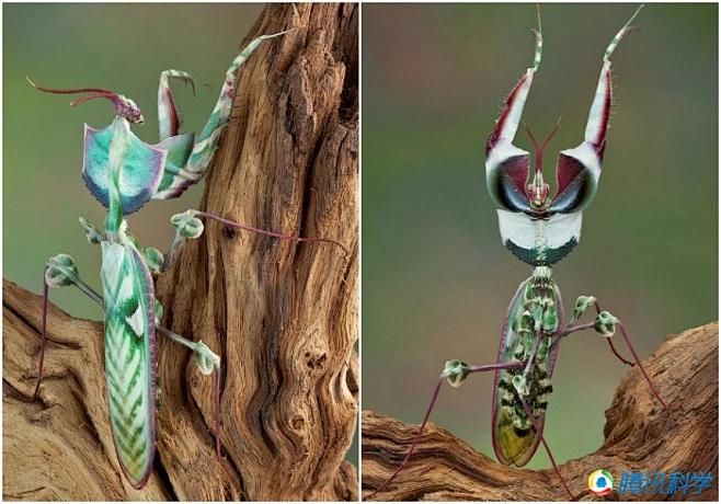 魔鬼花螳螂这种花螳螂是有着绿色蓝色和紫色混搭色彩的美丽物种但是当