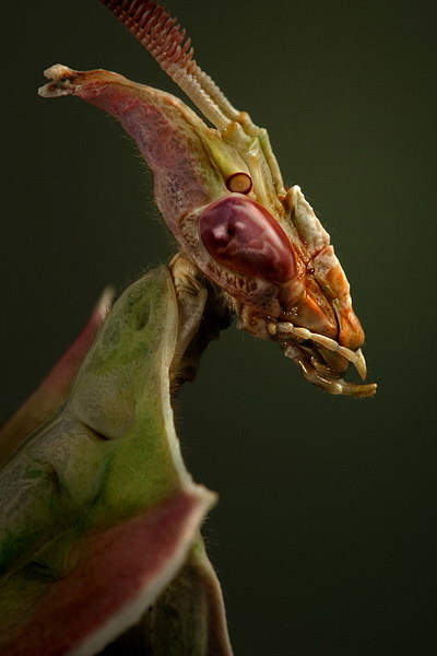 魔花螳螂学名idolomantisdiabolica有时也被人们称为螳螂之王外形艳丽