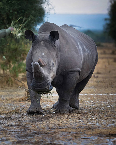 奇蹄目·角型亚目·犀科:白犀牛