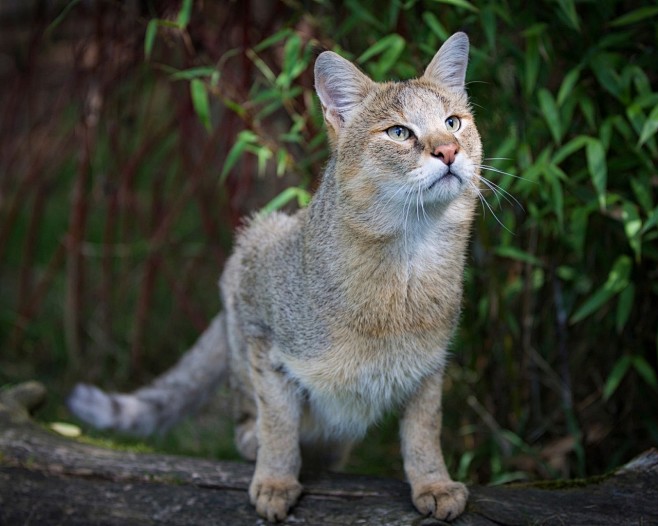 可爱猫咪壁纸桌面