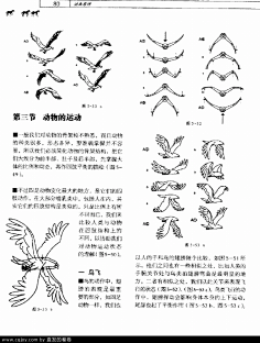 com 【新提醒】四足动物飘带等的运动规律图和gif-游戏动画交流