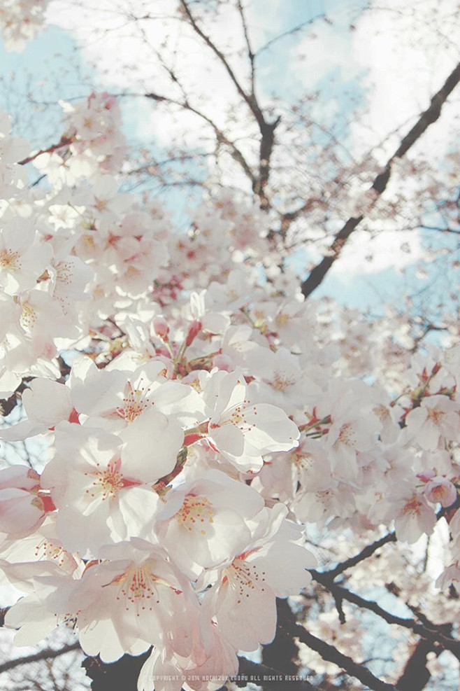 樱花季樱花祭