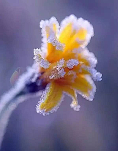 花映雪雪融花