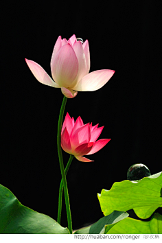 荷花——禅