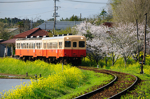 樱花火车