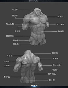 人体结构