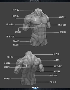 枭笔采集到人体结构 学习手臂画法画出肌肉发达的上半身插画 - 还有