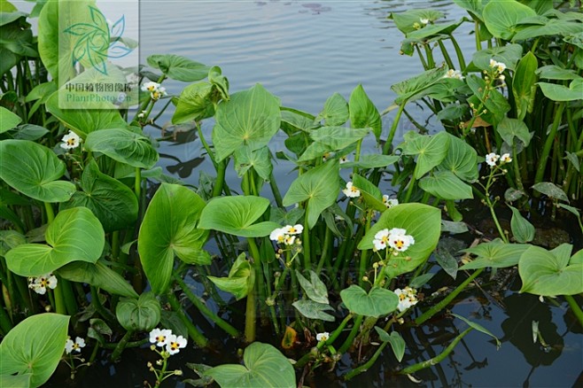 水生植物