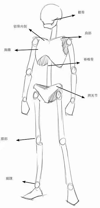 漫画插画素材 人体参考 头身 人体比例 q版 男性人体骨骼动漫人邋