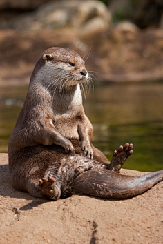 com an otter catching some rays | cutest paw muoqjxbd采集到