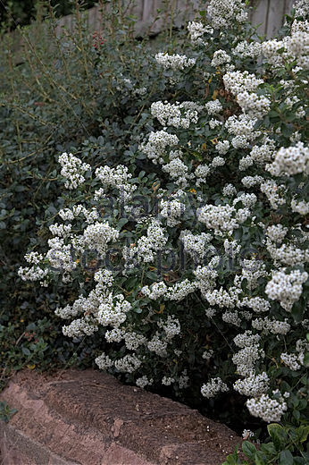 世界园林植物 i 白花灌木