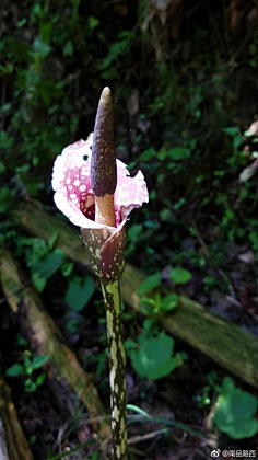 com采集薯条今天画速写了吗采集到植物1野魔芋 67676767weibo